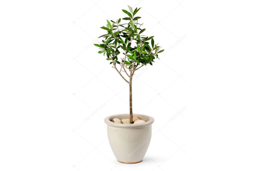 올리브 나무 관상용 플라스틱화분