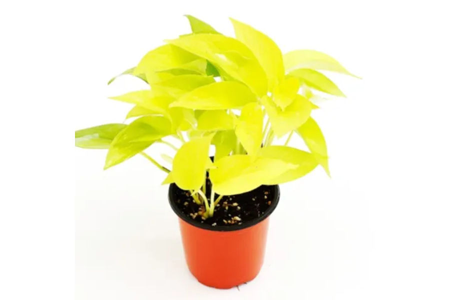 형광 스킨답서스 공기정화식물 플라스틱화분