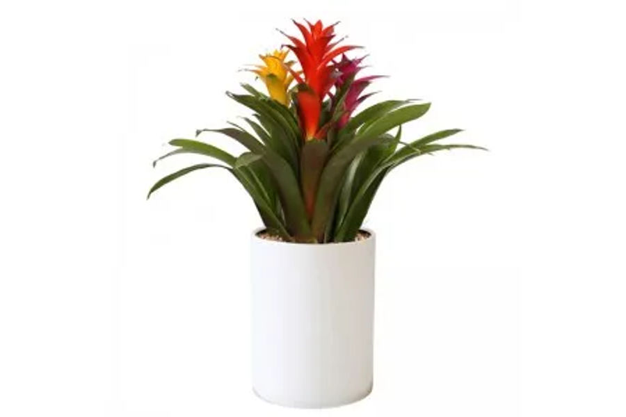 구즈마니아 세라믹 화분