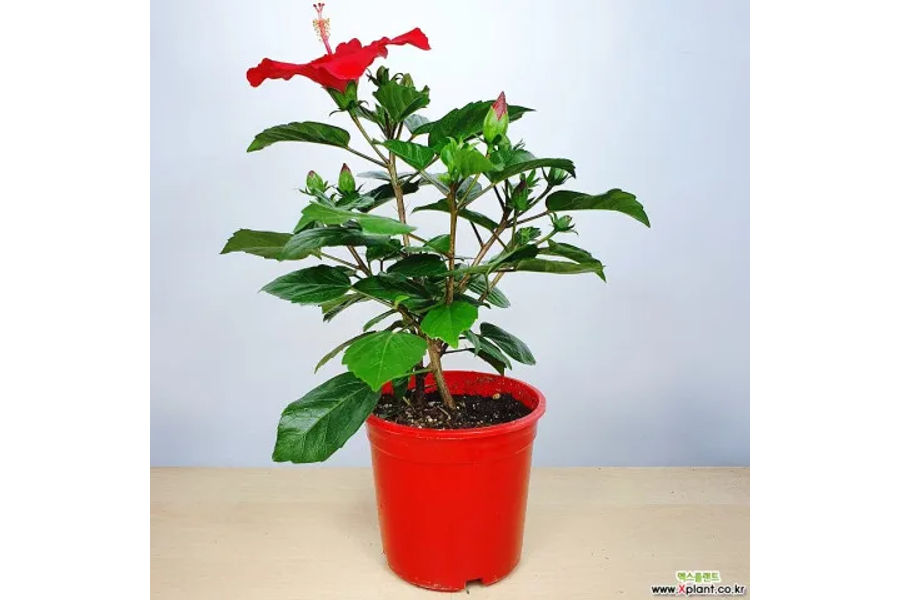 덴마크 무궁화 공기정화식물 플라스틱화분