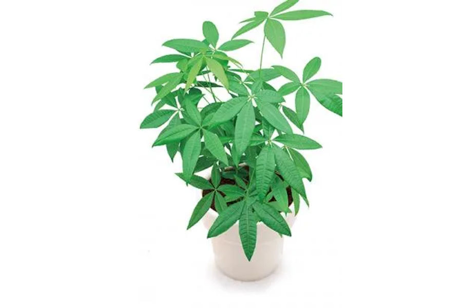 파키라 공기정화식물 세라믹화분