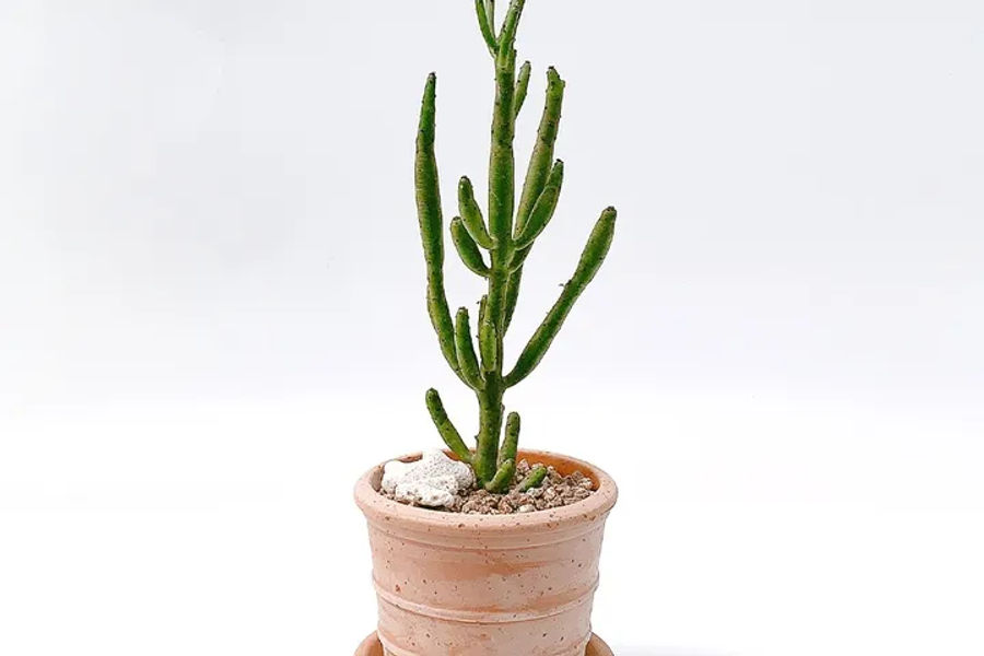 연필선인장2PK 다육식물 토분