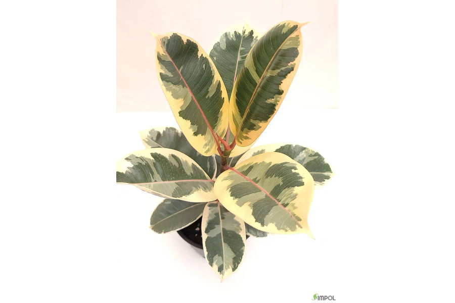 수채화 고무나무 공기정화 식물 세라믹 화분