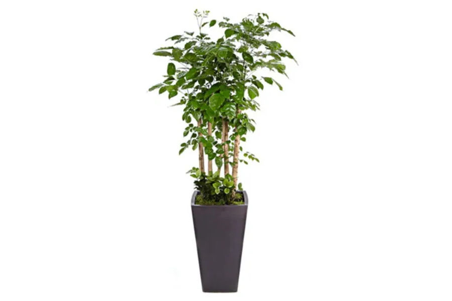 녹보수 공기정화식물