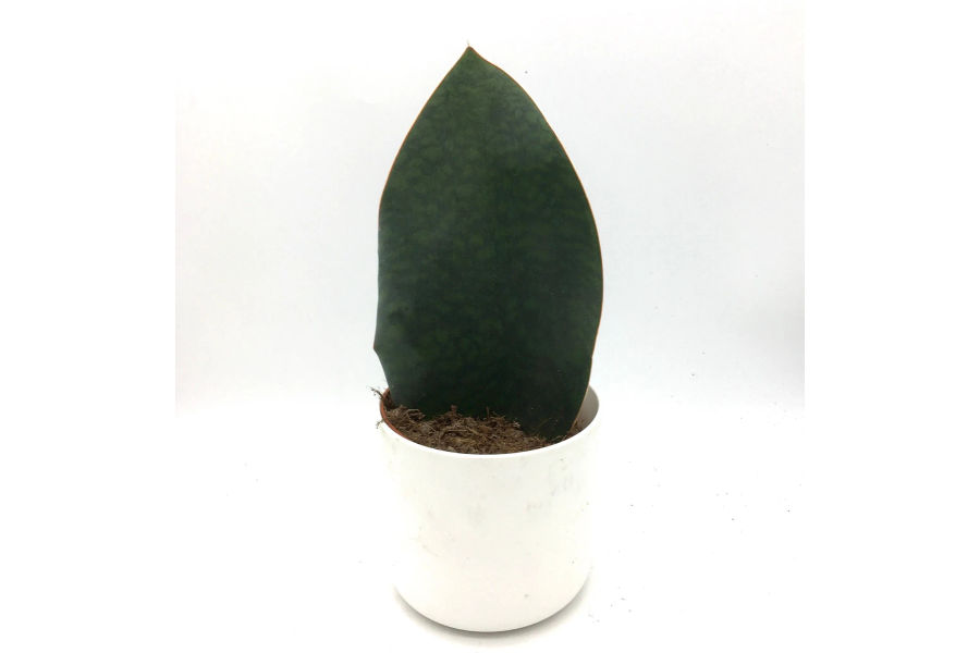 마소니아나&스투키 공기정화 식물 세라믹 화분