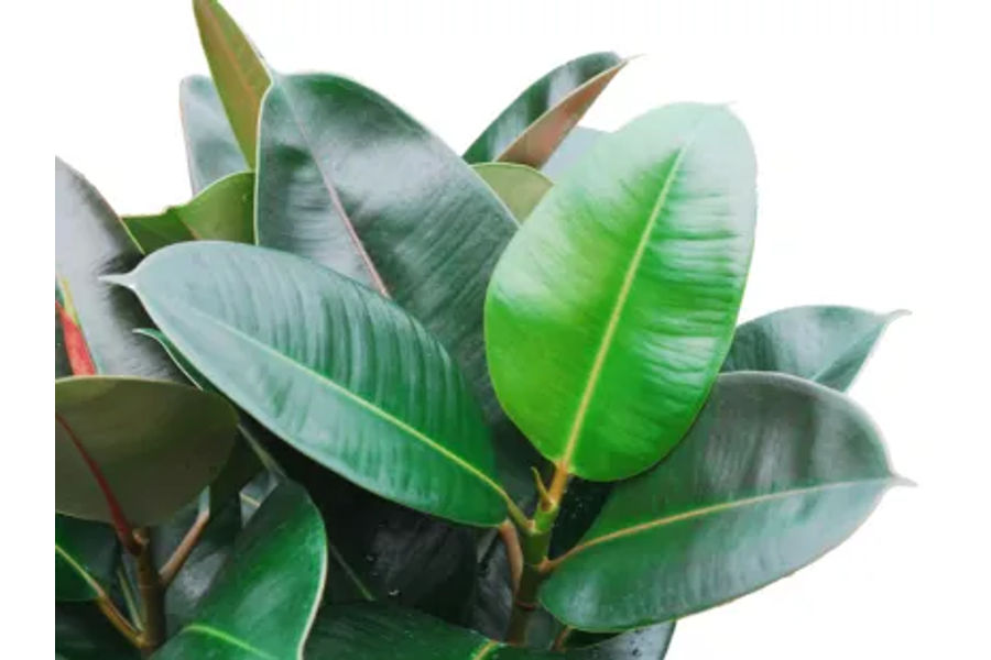 소피아 고무나무 공기정화 식물 플라스틱 화분