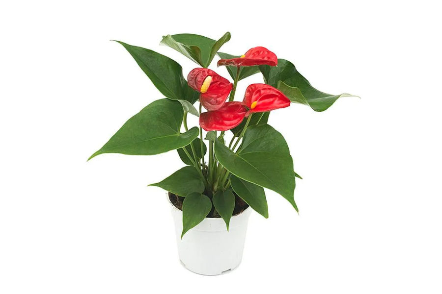 안시리움 공기정화식물 세라믹화분