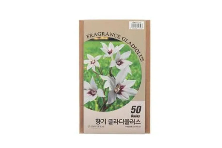 향기 글라디올러스 무리엘라에 50개 /팩