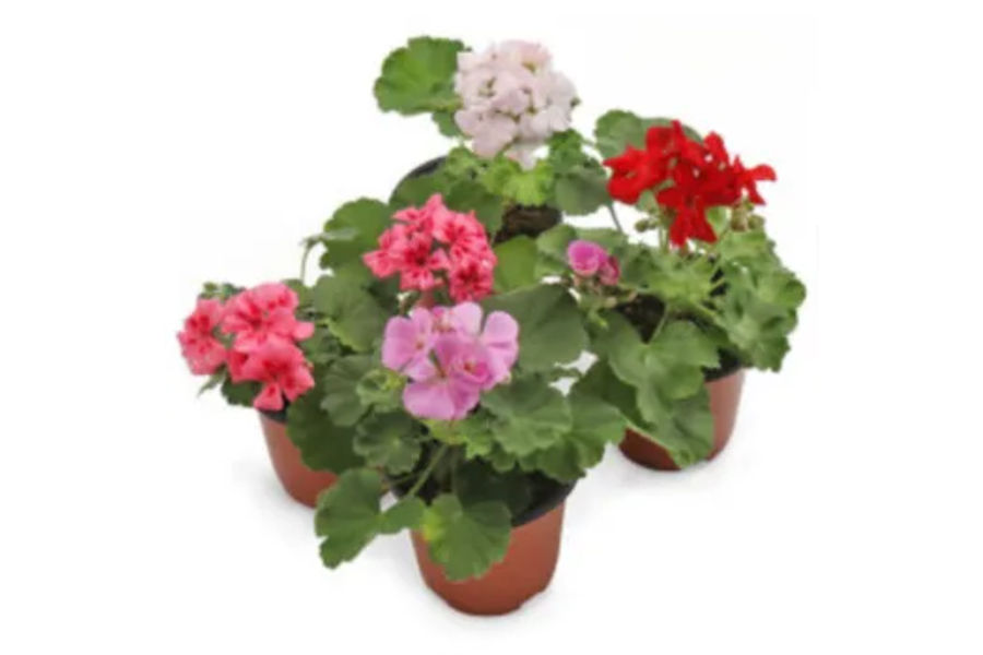 페라고늄 2개입 다년초