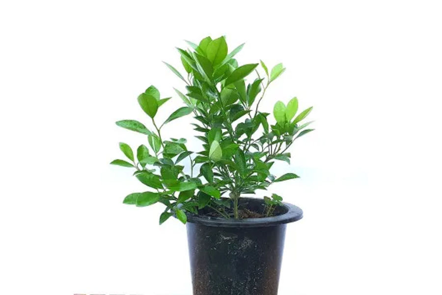 유주나무 과실수 플라스틱 화분