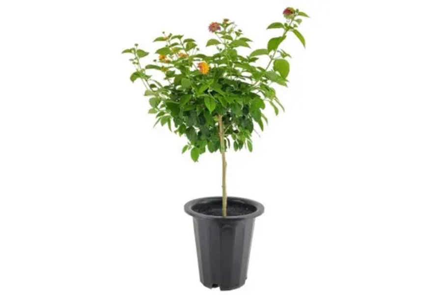 난타나 공기정화 식물 플라스틱 화분