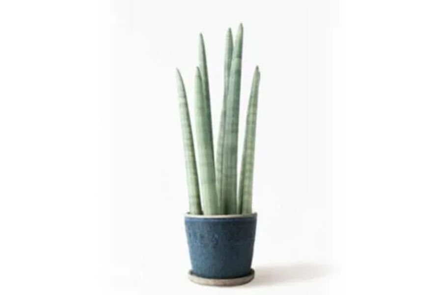 스투키 공기정화식물