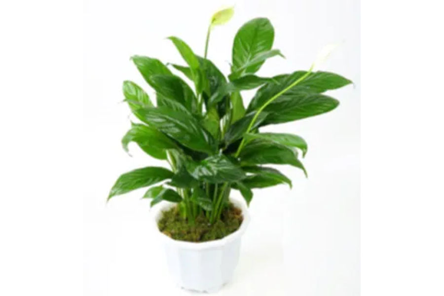 스파티필룸 마블 화분