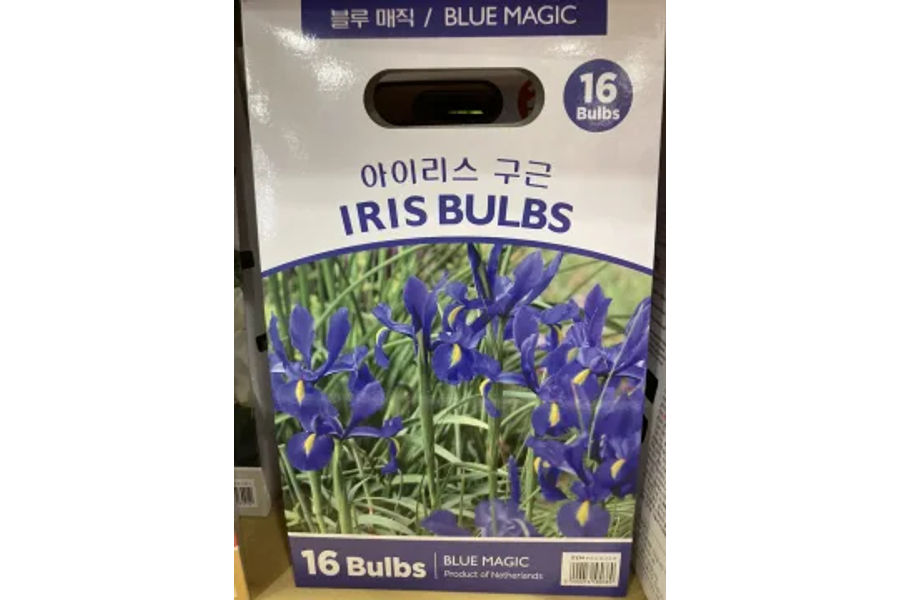 아이리스 구근 16개/팩