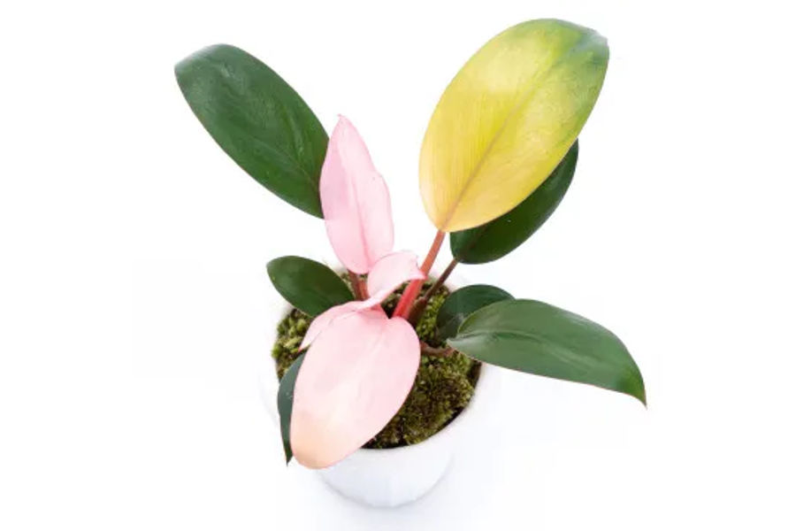 핑크 콩고 공기정화식물 세라믹 화분