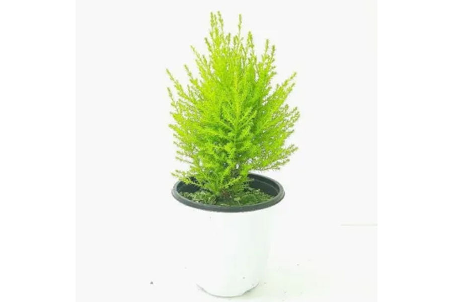 율마 플라스틱화분