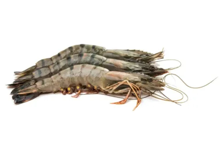 해동 블랙타이거새우 원산지: 호주산 KG당단가