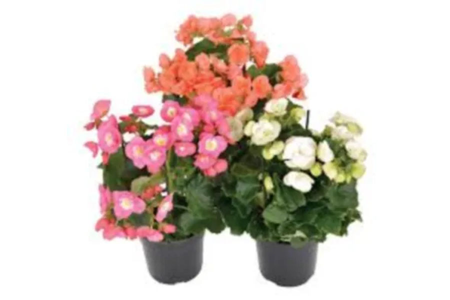 베고니아 3개입