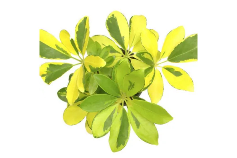 무늬 홍콩야자 플라스틱화분