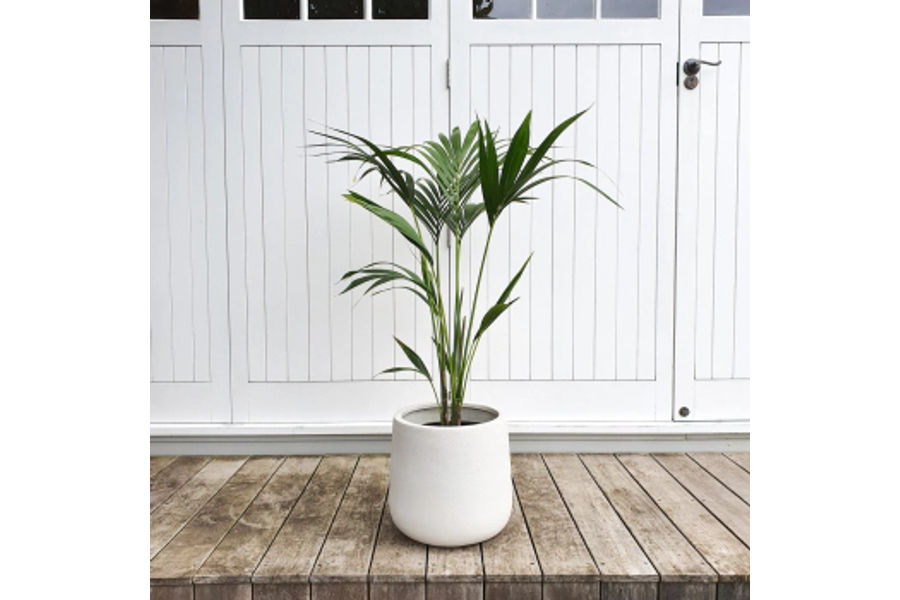 켄차야자 공기정화식물 플라스틱 화분