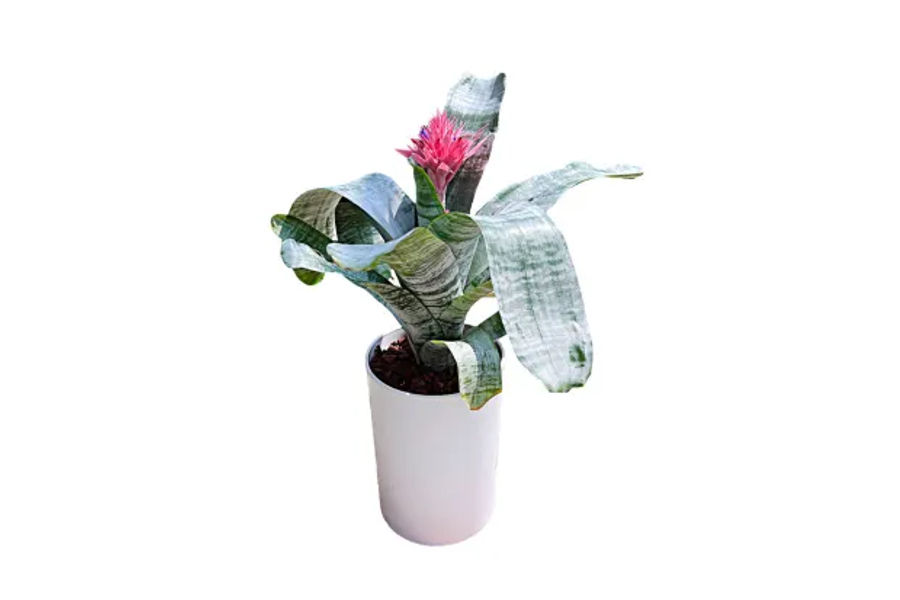 에크메아 파시아타 플라스틱화분