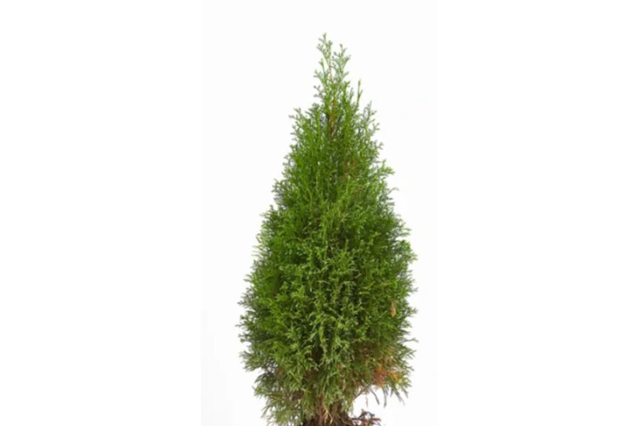 에메랄드 골드 플라스틱 화분