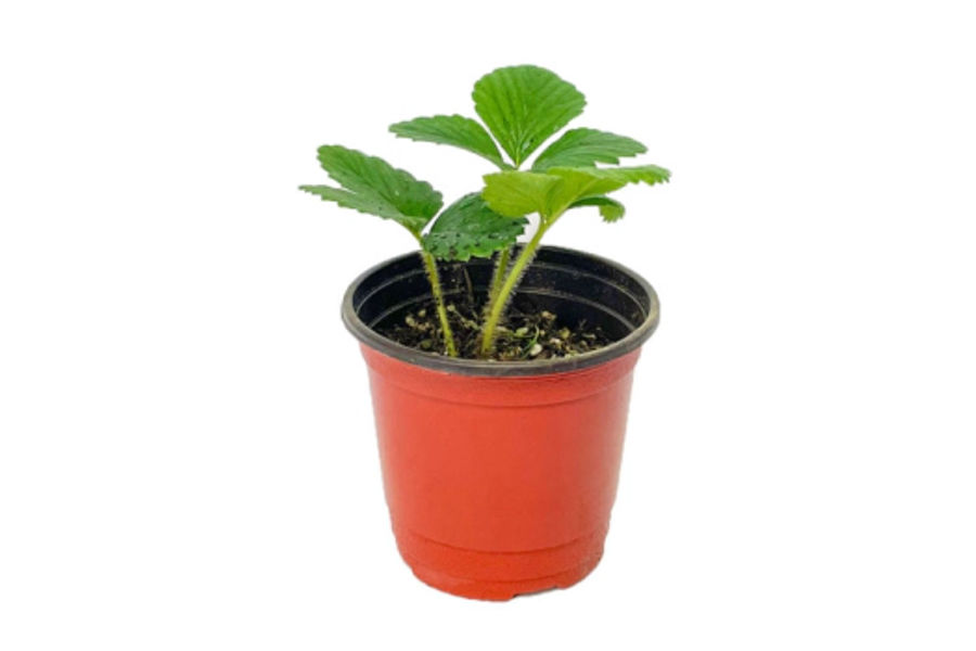 딸기 식물 2PK(색상랜덤 ) 플라스틱화분