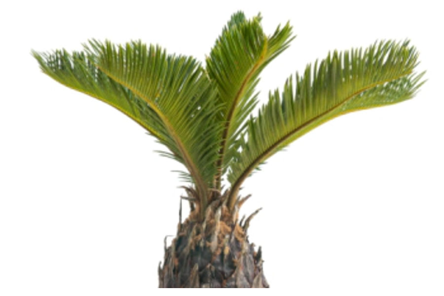 소철 인테리어 식물 플라스틱 화분