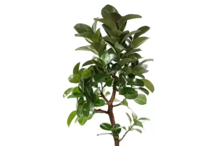 프랑스 고무나무 플라스틱화분