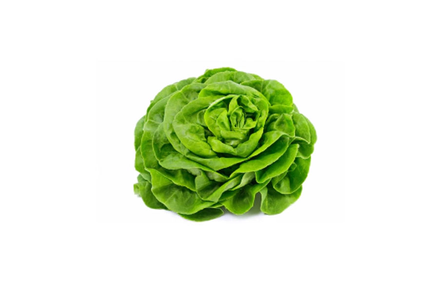 무농약 버터헤드레터스4입 원산지:국내산