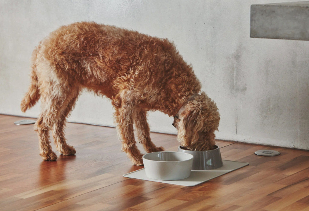 MiaCara 架高餐碗與餐墊,正在進食的捲毛犬