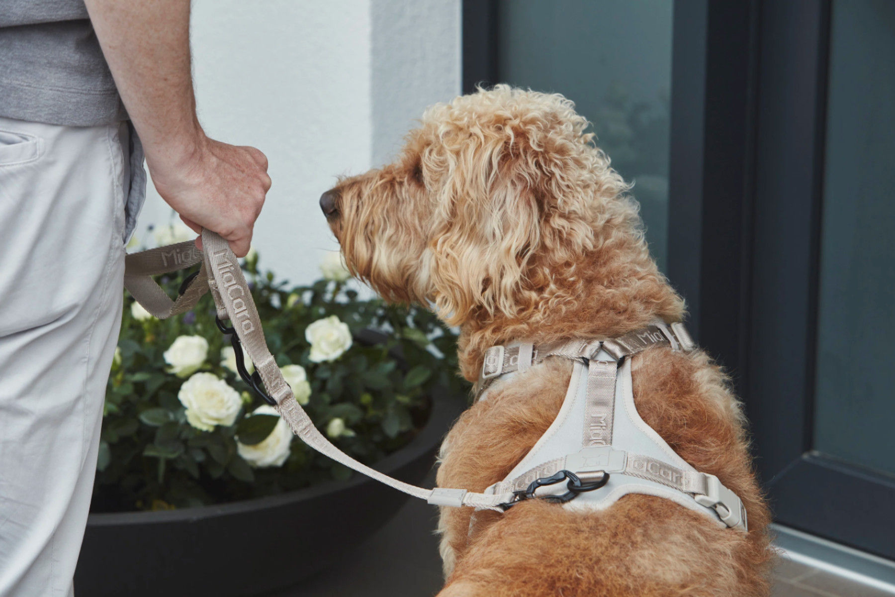 MiaCara 胸背帶與牽繩,散步中的捲毛犬