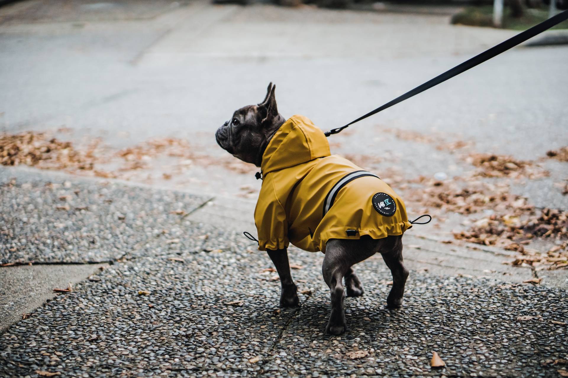穿著 Woof Concept 黃色雨衣的法鬥