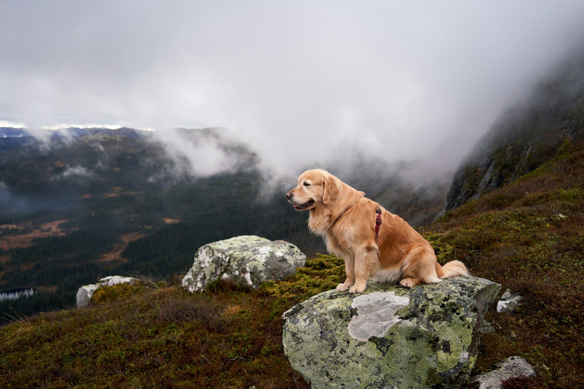 Tassie K9 premium dog treats