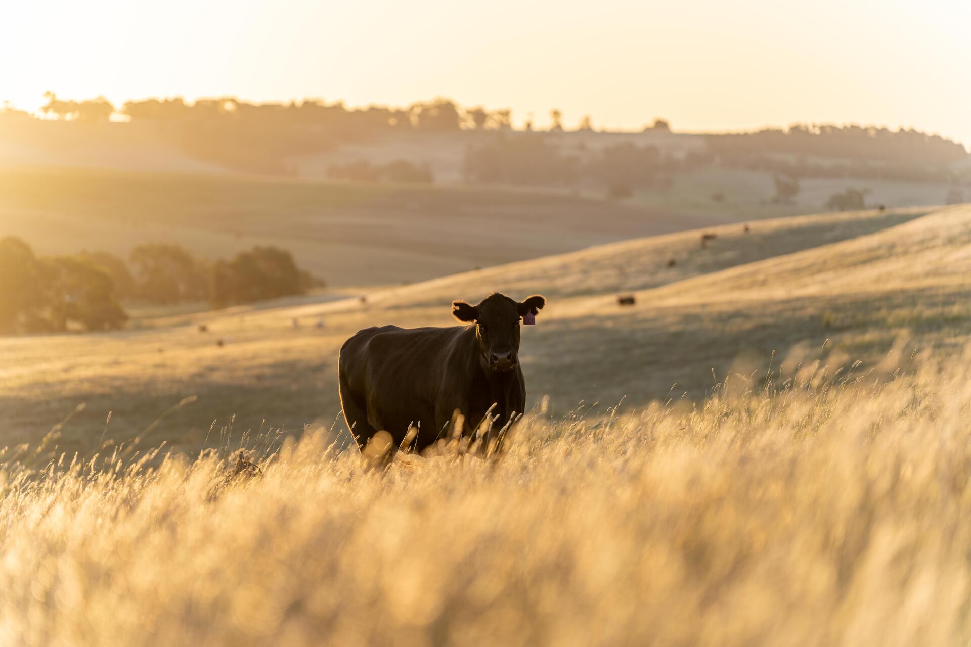 Tasmanian grass-fed cattle