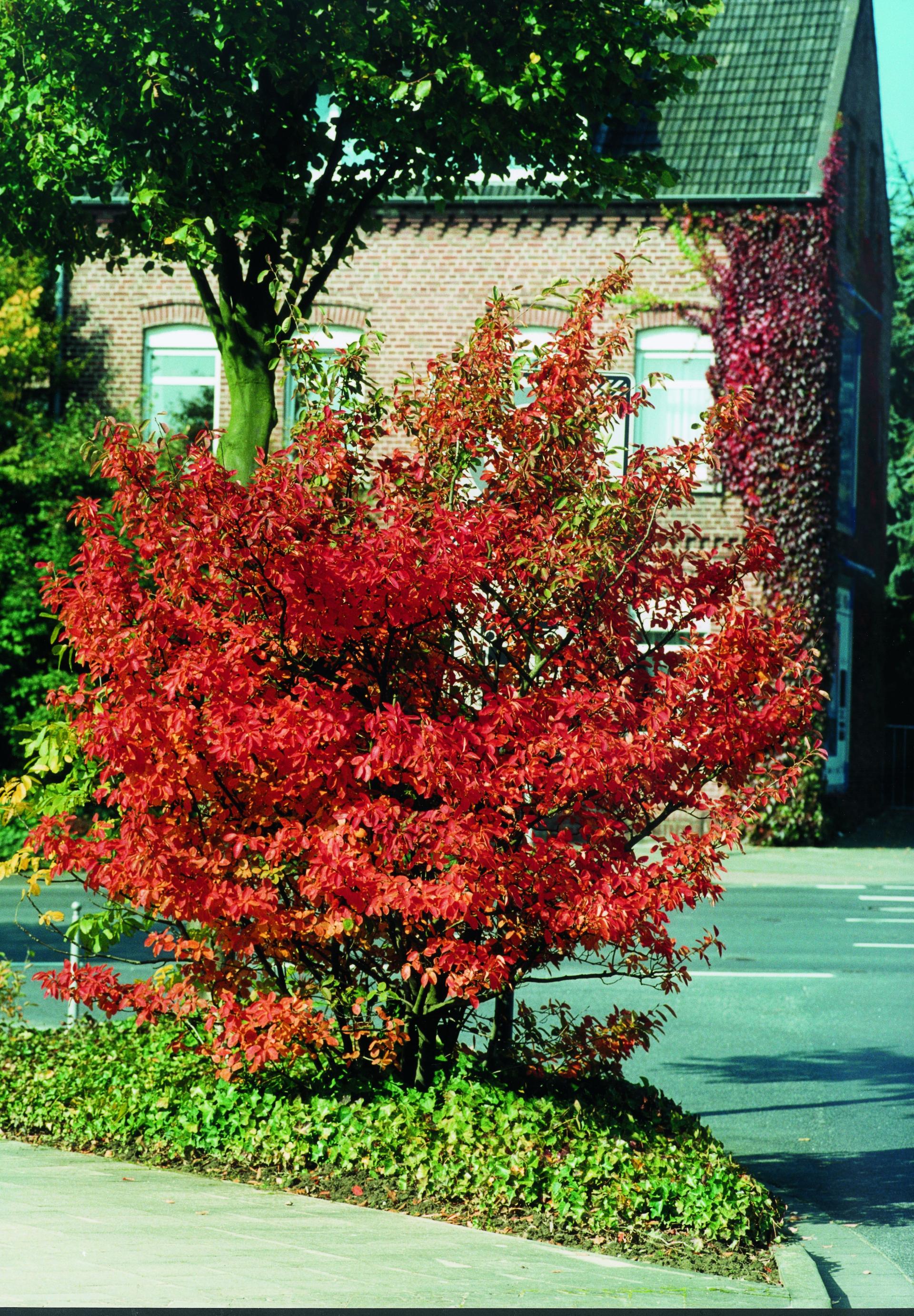 Amelanchier lamarckii | Lappen Baumschule