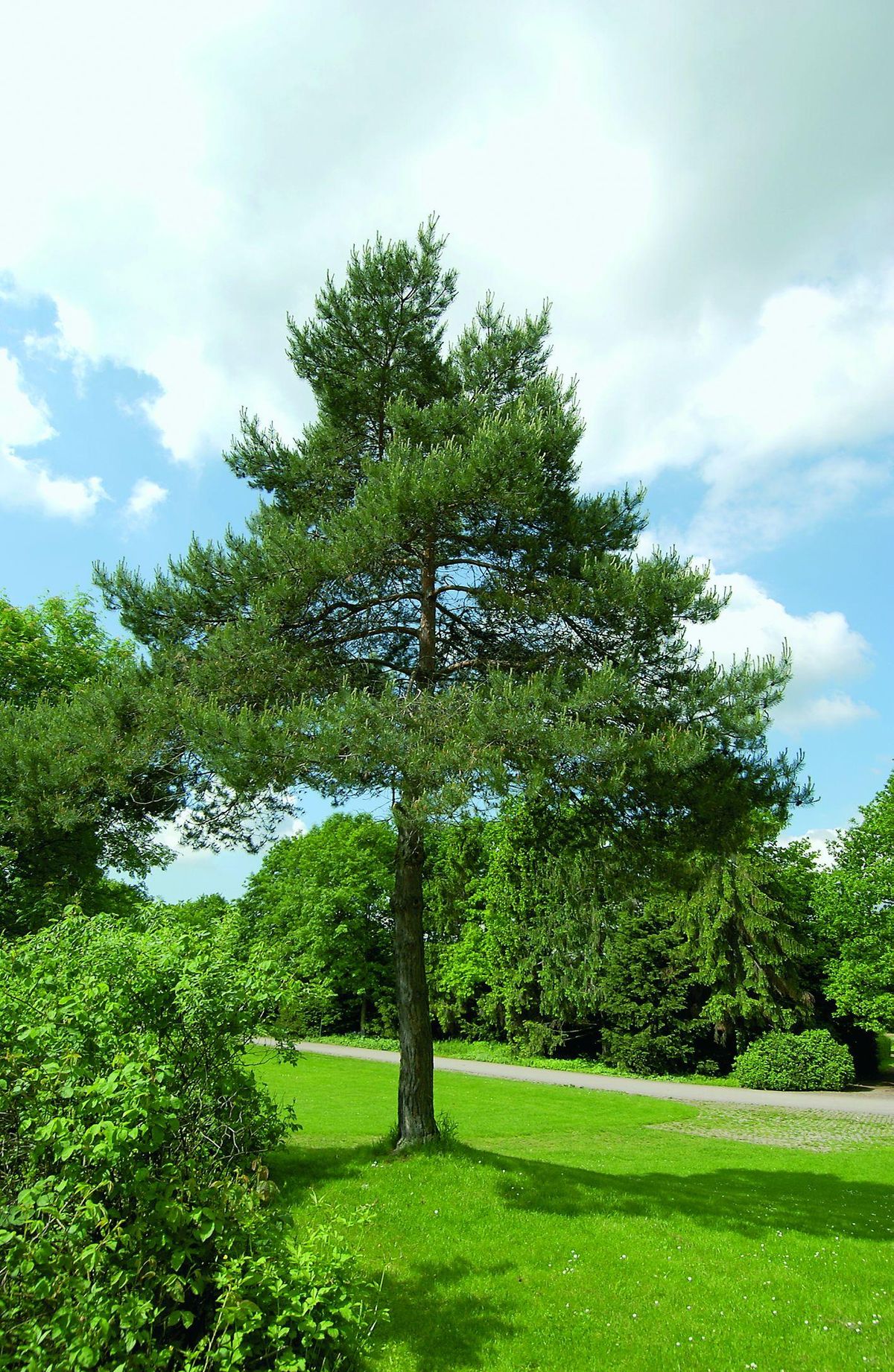 Arbre nuage Pinus sylvestris Norsky taille 120/130 caisse bois 70x70