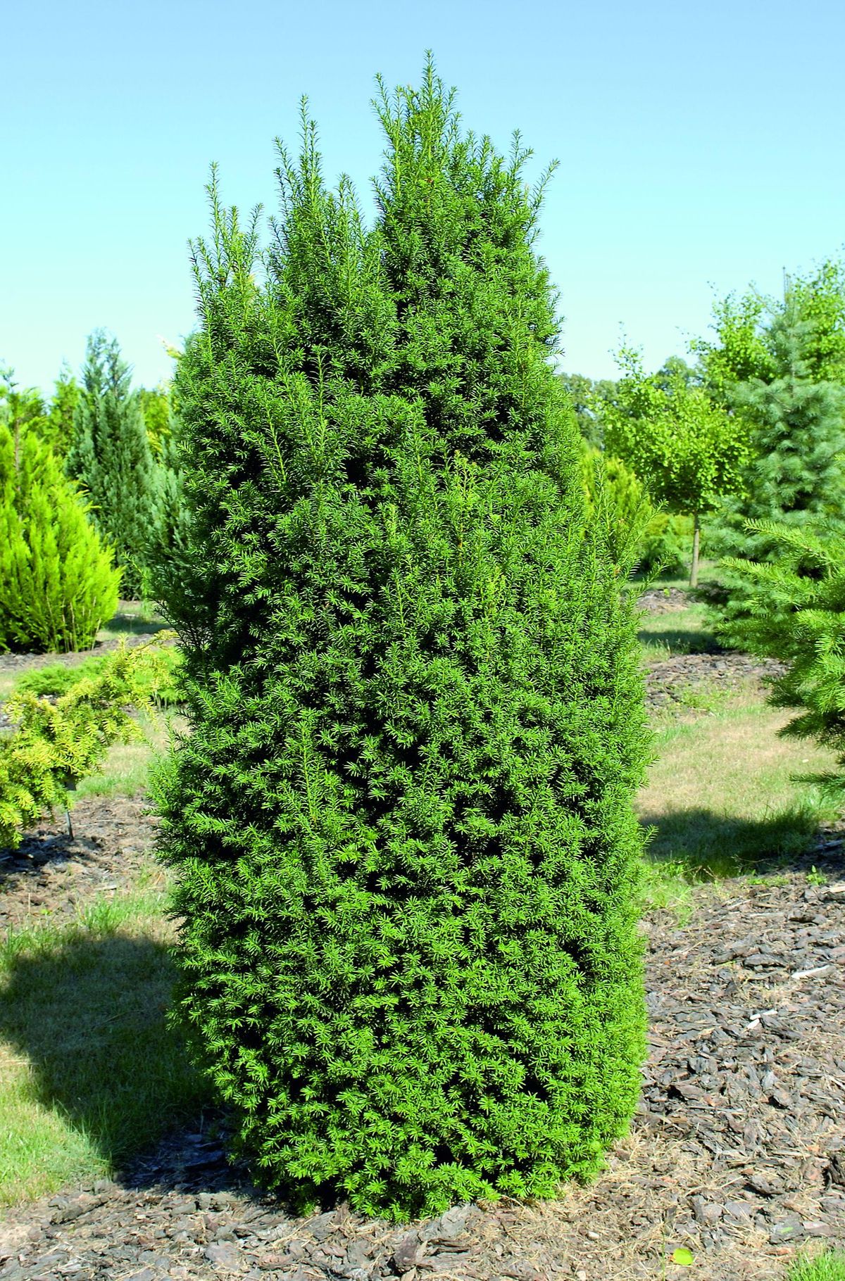 thuja yellow ribbon Yellow Ribbon Arborvitae ( Thuja occidentalis ) main image 1