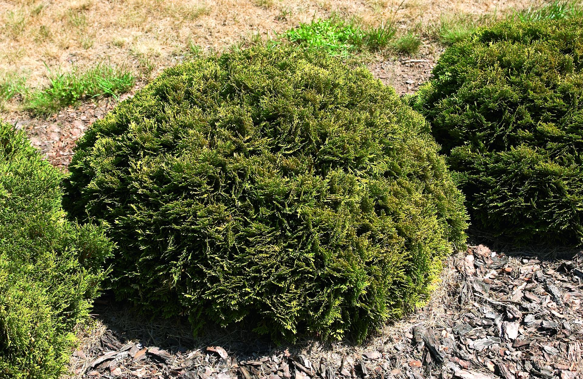Thuja occidentalis 'Recurva Nana' | Lappen Baumschule