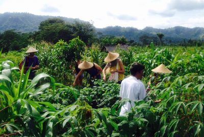 Vegetarian Cooking Class with Rice Paddy & Organic Farm Tour