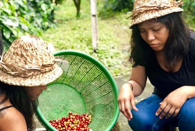 Balinese Coffee Brewing and Farm Tour with Lunch