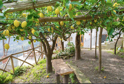 Lemon Grove Tour: Making Limoncello and Food Tasting on the Amalfi Coast