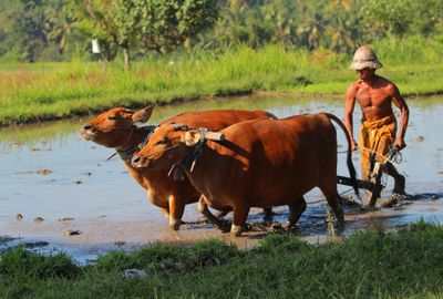 Rice Farming Experience and Cooking Class