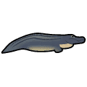 Alligator