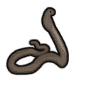 Cobra