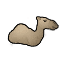Dromedary