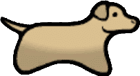 Labrador retriever
