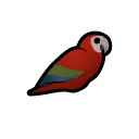 Macaw