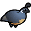 Quail