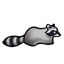 Raccoon